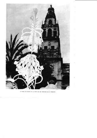 LAMINA 6387: Palmas de ramos en el patio de los naranjos de la mezquita