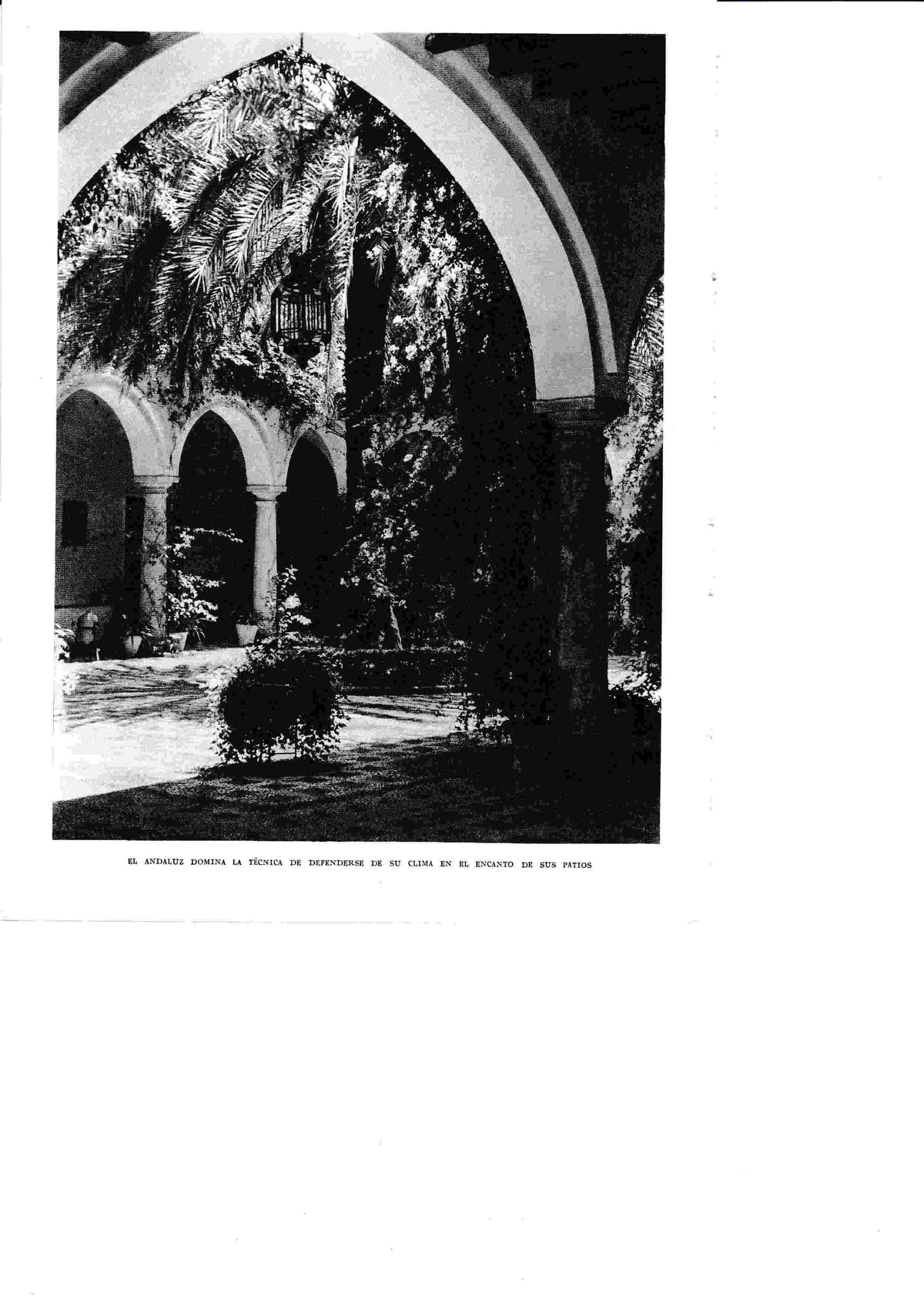 LAMINA 6398: Encanto de los patios andaluces
