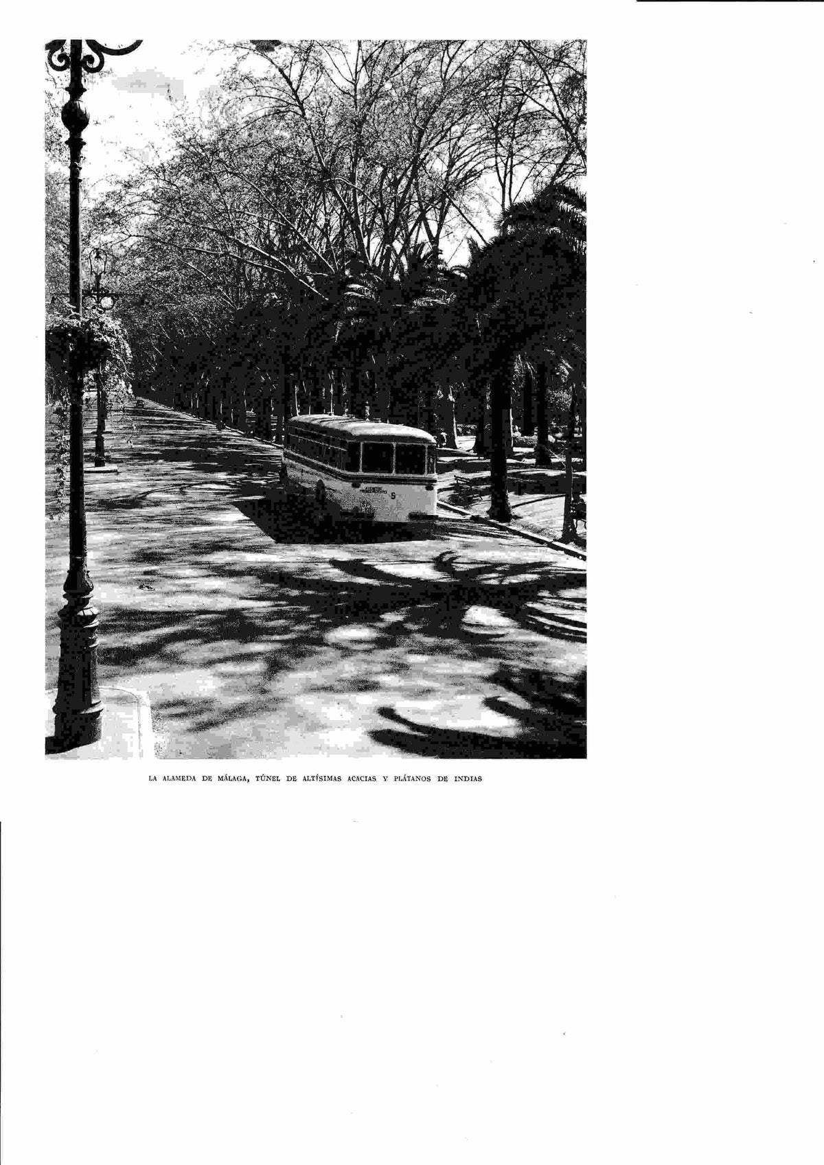 LAMINA 6459: La Alameda de Malaga