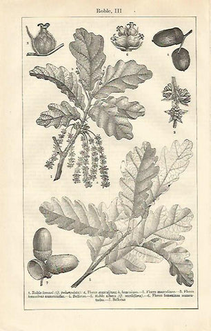 LAMINA ESPASA 13694: Flores y hojas de diferentes robles