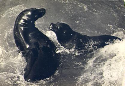 POSTAL 57524: Parc Zoologique Paris Otaries de Californie