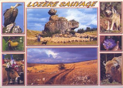 POSTAL 57599: Lozere sauvage En parcourant la Lozere