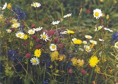 POSTAL 57607: Wiesenblumen – Fleurs des champs