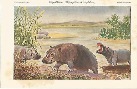 LAMINA ESPASA 674: Hipopotamo