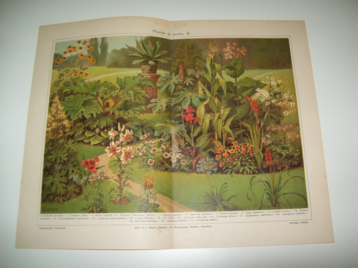 LAMINA ESPASA 6171: Plantas de Jardin (II)