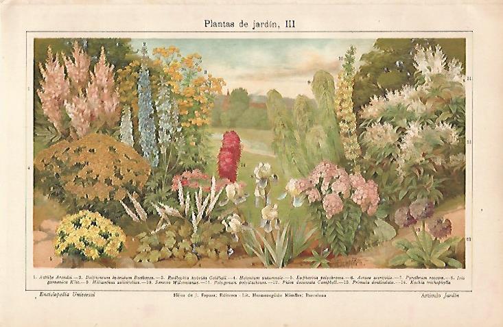 LAMINA ESPASA 6174: Plantas de jardin (III)