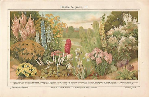 LAMINA ESPASA 6174: Plantas de jardin (III)