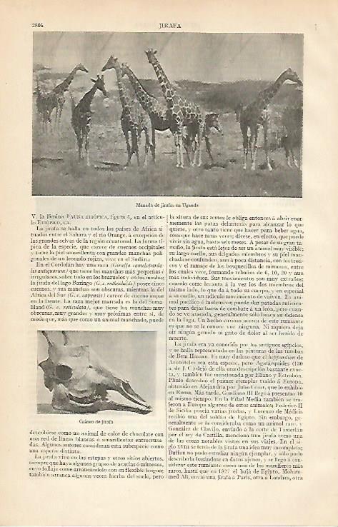 LAMINA ESPASA 6239: Jirafas en Uganda
