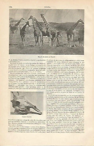 LAMINA ESPASA 6239: Jirafas en Uganda