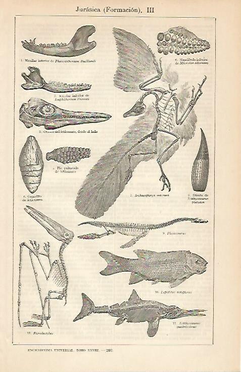 LAMINA ESPASA 6326: Fosiles de la formacion jurasica