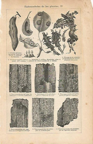 LAMINA ESPASA 6925: Enfermedades de las plantas