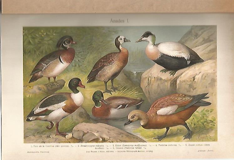 LAMINA ESPASA 6941: Especies de anades