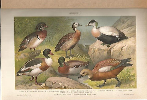 LAMINA ESPASA 6941: Especies de anades