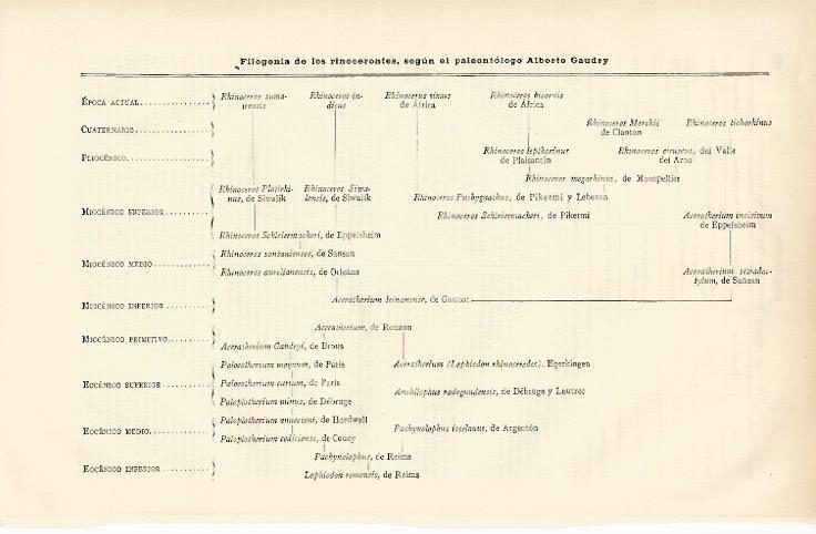 LAMINA ESPASA 6698: Filogenia de los rinocerontes por el paleontologo Alberto Gaudry