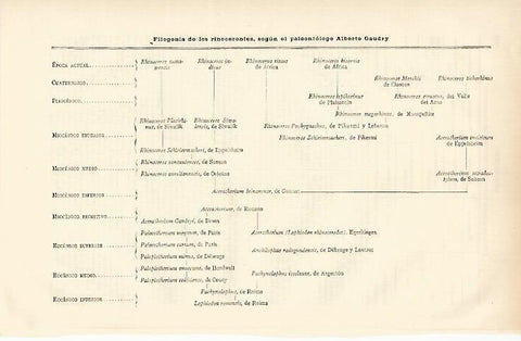 LAMINA ESPASA 6698: Filogenia de los rinocerontes por el paleontologo Alberto Gaudry