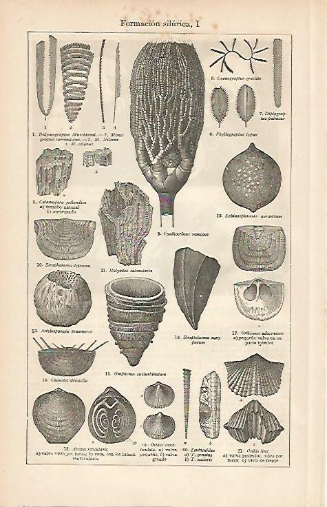LAMINA ESPASA 2573: Formacion silurica