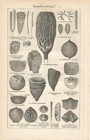 LAMINA ESPASA 2573: Formacion silurica