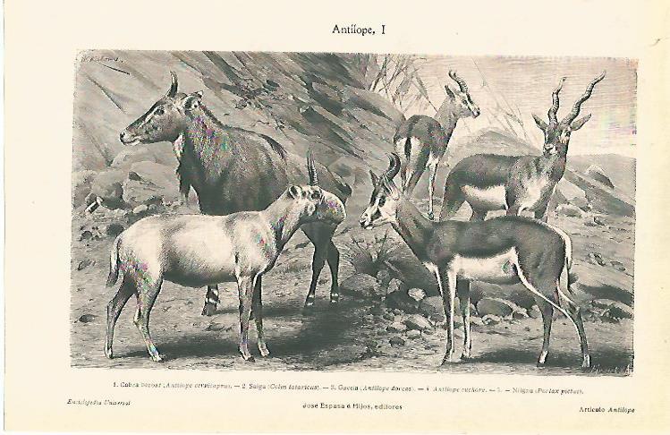 LAMINA ESPASA 7021: Antilope