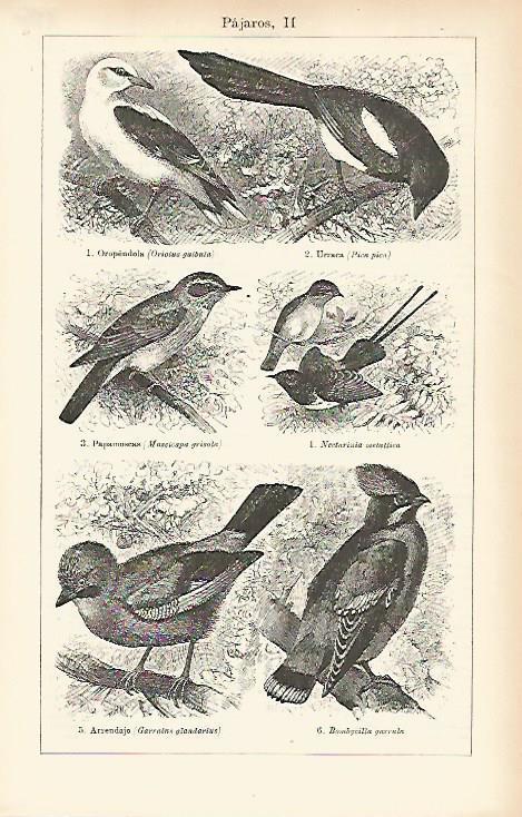 LAMINA ESPASA 7783: Especies de pajaros (II)