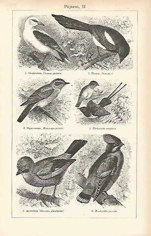 LAMINA ESPASA 7783: Especies de pajaros (II)