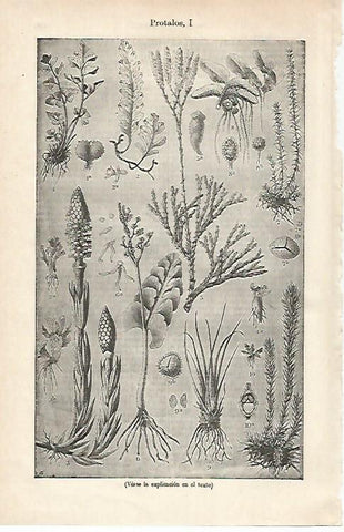 LAMINA ESPASA 16836: Protalos