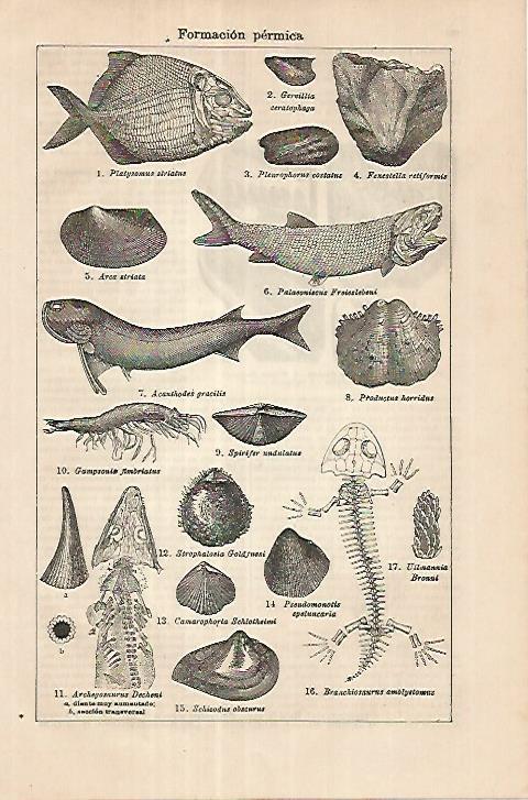 LAMINA ESPASA 18022: Formacion permica