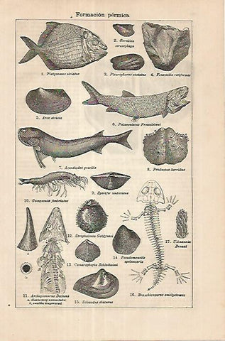 LAMINA ESPASA 18022: Formacion permica