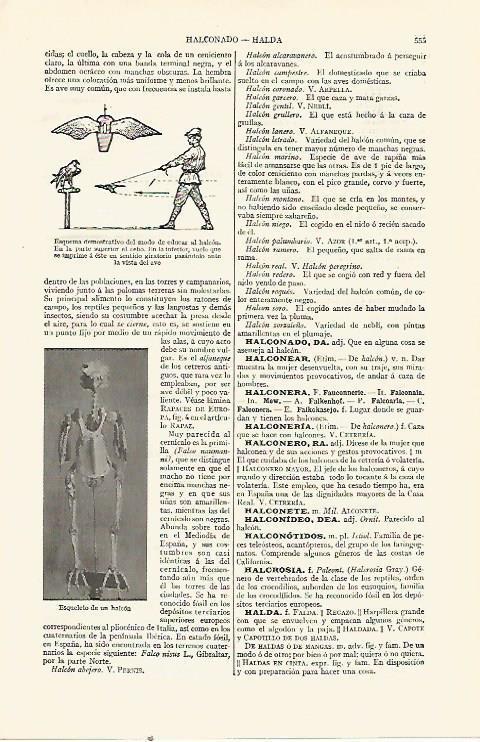 LAMINA ESPASA 21548: Esqueleto de halcon
