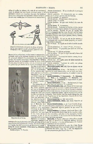 LAMINA ESPASA 21548: Esqueleto de halcon