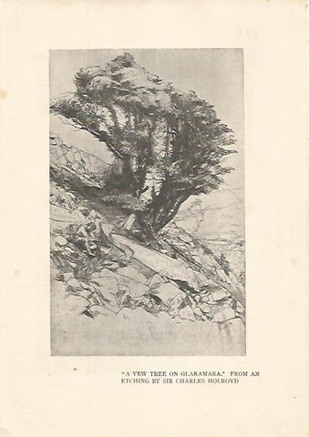 LAMINA  7065: A Yew tree on Glaramara por Sir Charles Holroyd