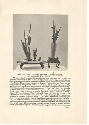 LAMINA 7186: Ikebana