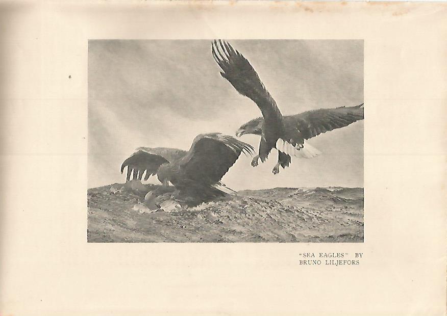 LAMINA 7219: Sea Eagles por Bruno Liljefors