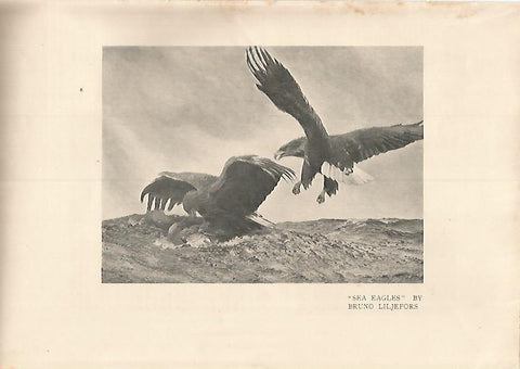 LAMINA 7219: Sea Eagles por Bruno Liljefors