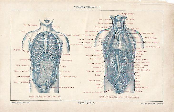 LAMINA ESPASA 4109: Visceras humanas