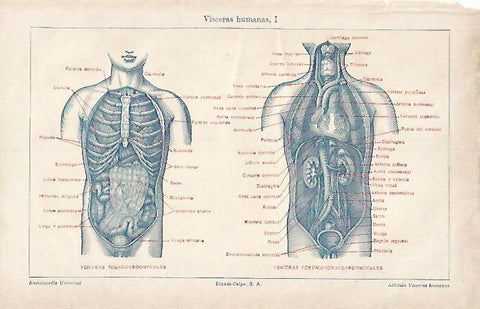 LAMINA ESPASA 4109: Visceras humanas