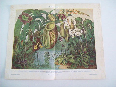 LAMINA ESPASA 4625: Plantas insectivoras