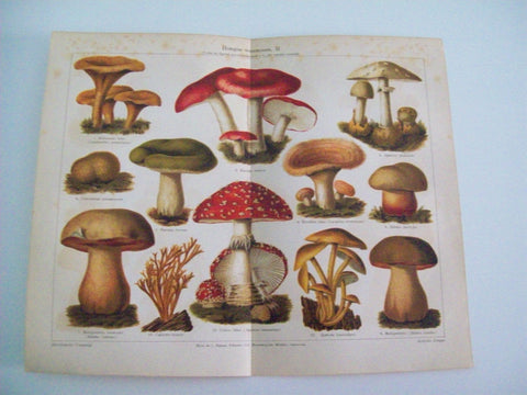 LAMINA ESPASA 4435: Hongos venenosos