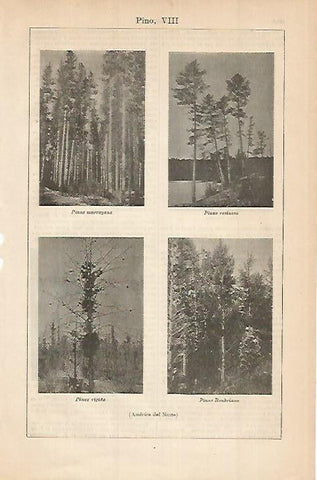 LAMINA DE ESPASA 446: Pinos de America del Norte