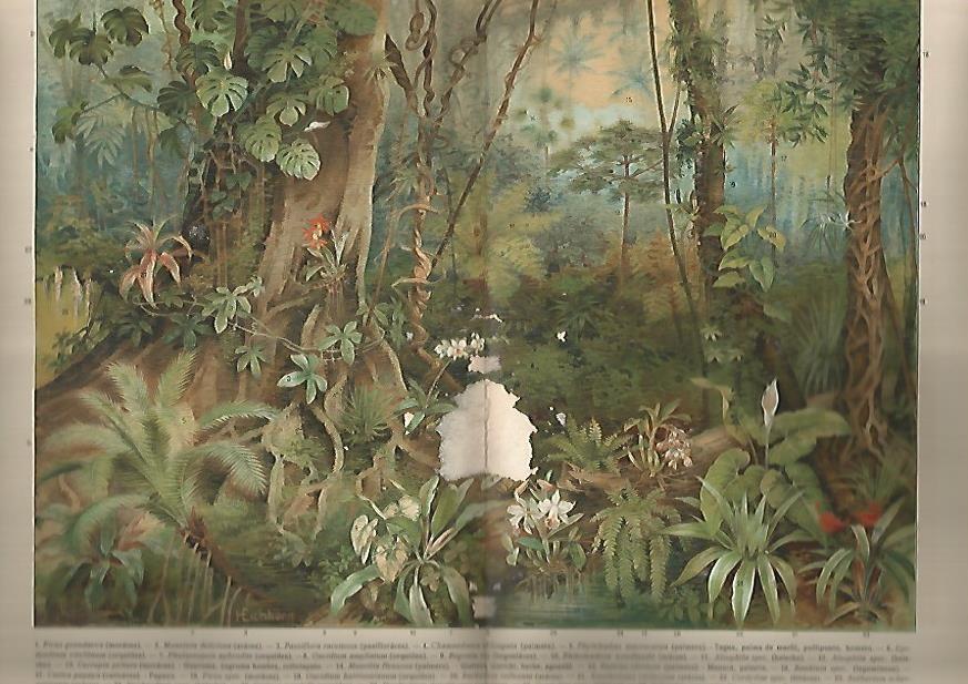 LAMINA ESPASA 911: Plantas de los bosques tropicales