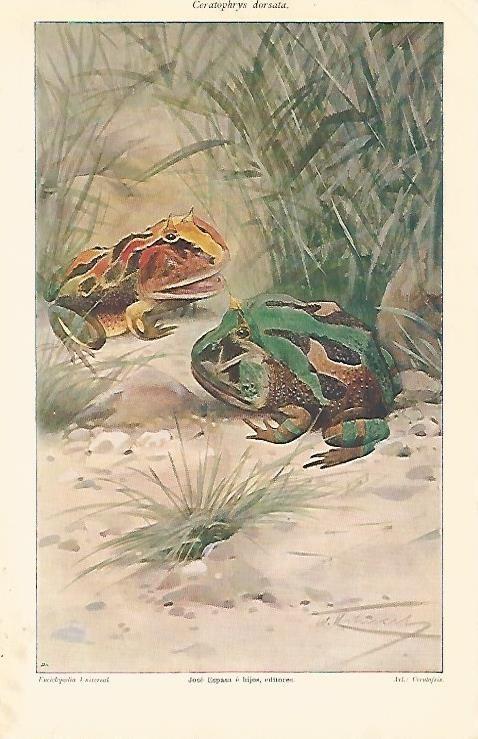 LAMINA ESPASA 2905: Ceratophrys dorsata