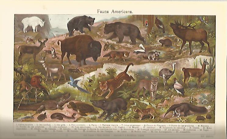 LAMINA ESPASA 5509: Fauna Americana