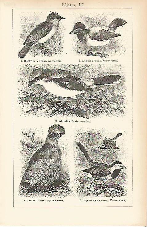 LAMINA ESPASA 7784: Especies de pajaros (III)
