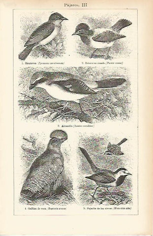 LAMINA ESPASA 7784: Especies de pajaros (III)