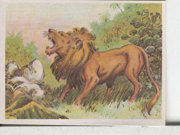 Cromos: Aventuras de Jorge, el Pequeño Tarzan, autor Gigarpe numero 036