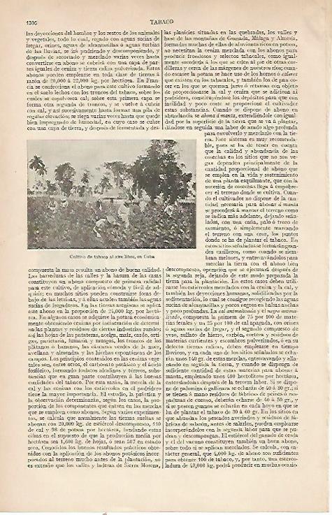 LAMINA ESPASA 22627: Cultivo de tabaco en Cuba