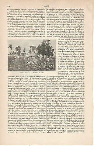 LAMINA ESPASA 22627: Cultivo de tabaco en Cuba
