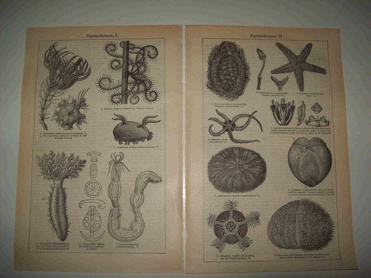 LAMINA ESPASA 16521: Equinodermos