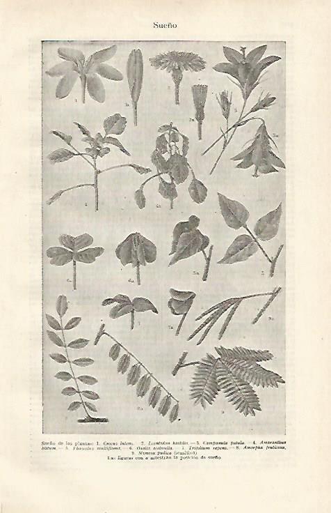 LAMINA ESPASA 22733: Sueño de las plantas