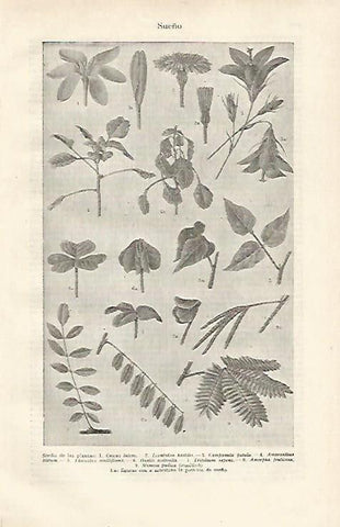 LAMINA ESPASA 22733: Sueño de las plantas