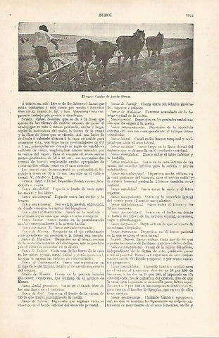 LAMINA ESPASA 22784: El surco por Jacobo Simon